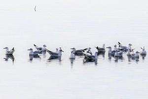 波間に浮かぶユリカモメの群れ