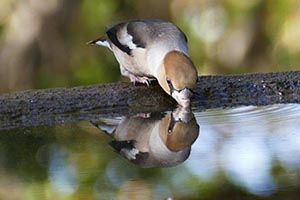 水を飲むシメ