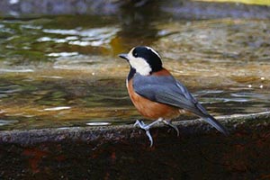 水盆に止まるヤマガラ