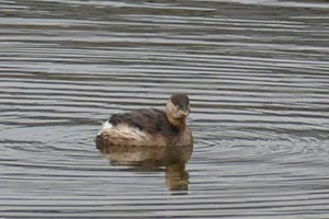 水面に浮かぶカイツブリ