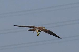 滑空するチョウゲンボウ