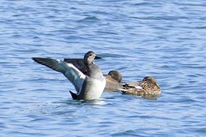 水面で羽を広げるオカヨシガモ