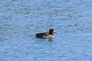 水面に浮かぶキンクロハジロ