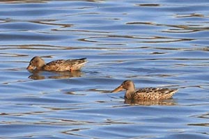 水面に浮かぶハシビロガモ