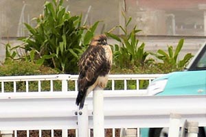 ガードレールに止まるノスリ