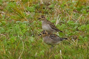 地面に立つムナグロ