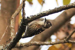 枝にさかさまに止まるコゲラ