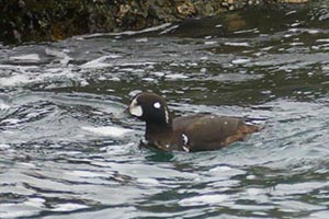 水面に浮かぶシノリガモ