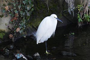 浅瀬に立つコサギ