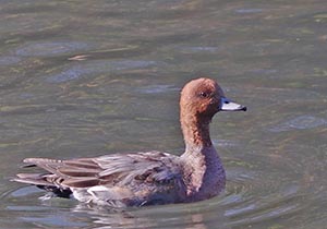 川面に浮かぶヒドリガモ