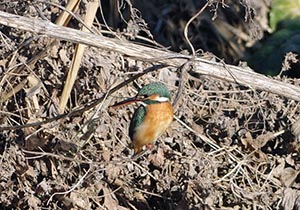 枯草に止まるカワセミ