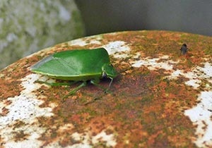 緑一色のカメムシ