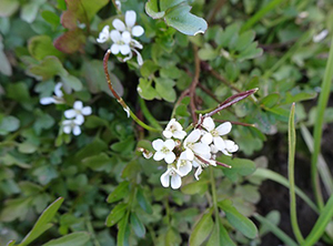 白い花が咲く