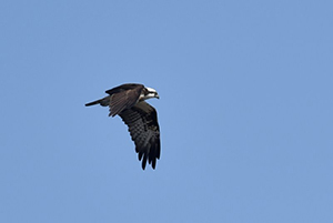 空を飛ぶミサゴ