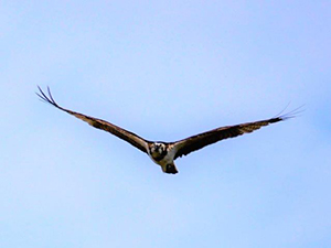 空を飛ぶミサゴ