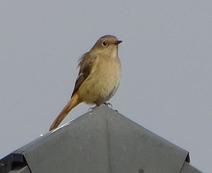 屋根に止まるジョウビタキ