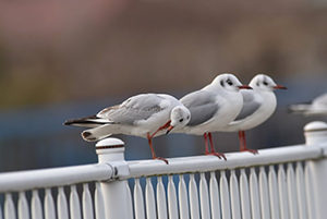 柵に止まるユリカモメ3羽