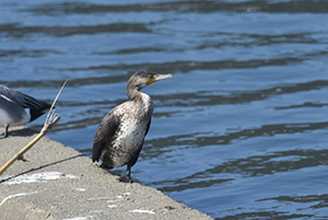 コンクリート塀に止まるカワウ若鳥