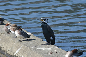 コンクリート塀に止まるカワウ成鳥