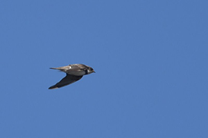 空を飛ぶショウドウツバメ