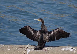 羽を広げるカワウ