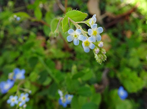 薄紫の小さな花