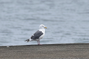 砂浜に立つオオセグロカモメ