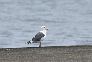 砂浜に立つオオセグロカモメ