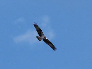 空を飛ぶミサゴ