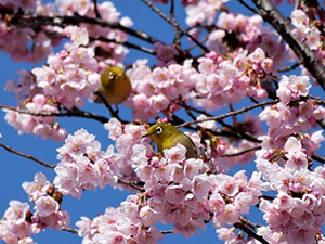 桜の枝に止まるメジロ