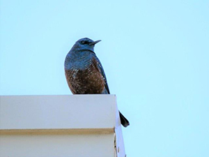 建物に止まるイソヒヨドリ