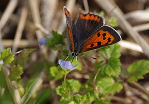 花の蜜を吸うベニシジミ