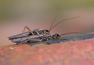 交尾をするオナシカワゲラ