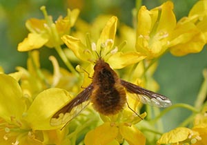 花の蜜を吸うビロウドツリアブ