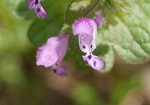 薄紫の花