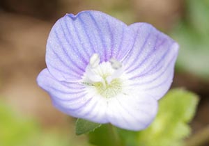 青紫の花