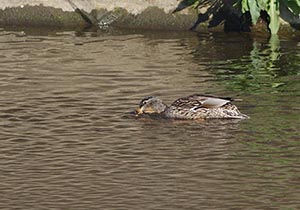 餌をとるマガモ