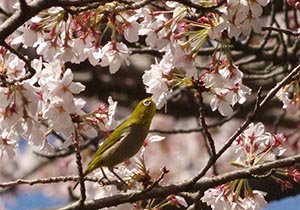 サクラの蜜を吸うメジロ