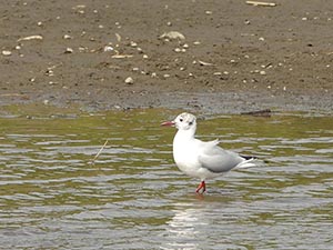 浅瀬に立つユリカモ