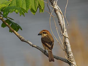 枝に止まるモズ♀