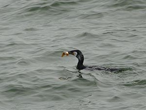 波間に浮かぶウミウ