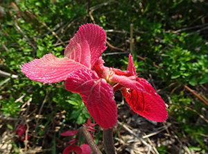 赤い新芽