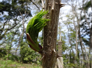 とげのある枝と新芽