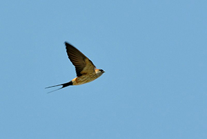 空を飛ぶコシアカツバメ