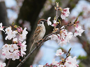 サクラの蜜を吸うスズメ