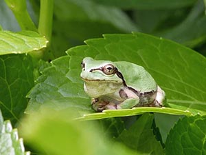 葉の上のニホンアマガエル