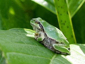 葉の上のニホンアマガエル