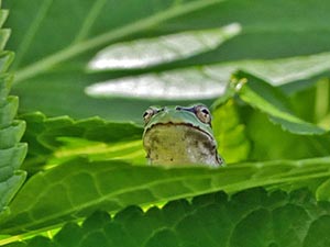 葉の上のニホンアマガエル