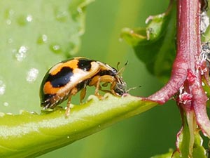 アブラムシを捕らえたヒメカメノコテントウ