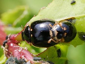 交尾するヒメカメノコテントウ